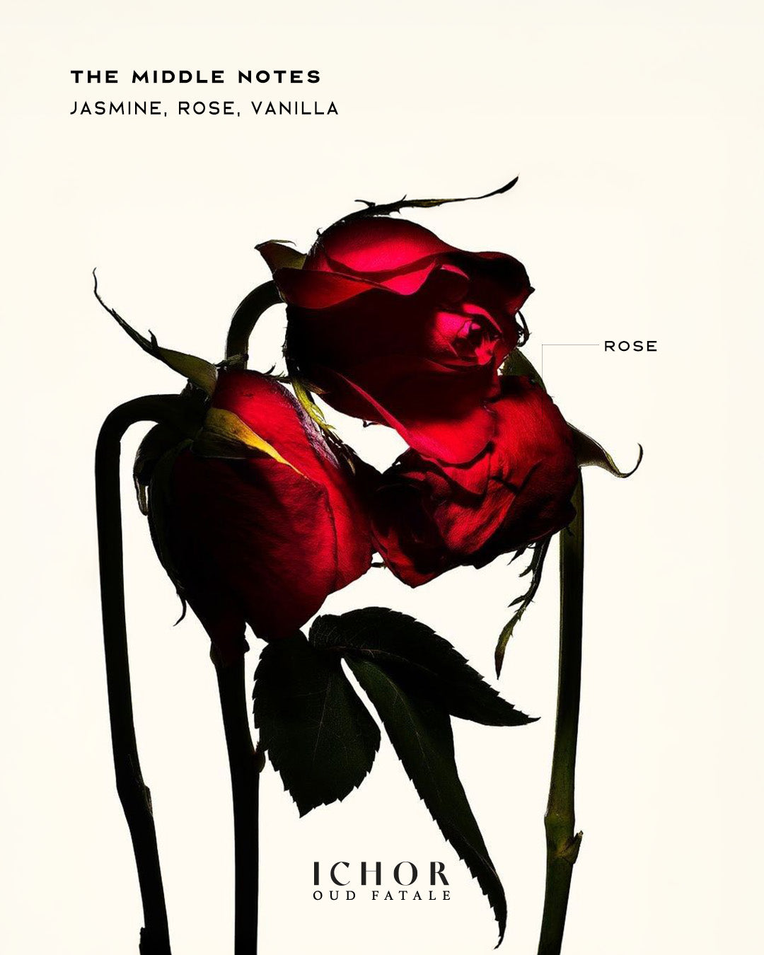 OUD FATALE: EAU DE PARFUM - FOR HER