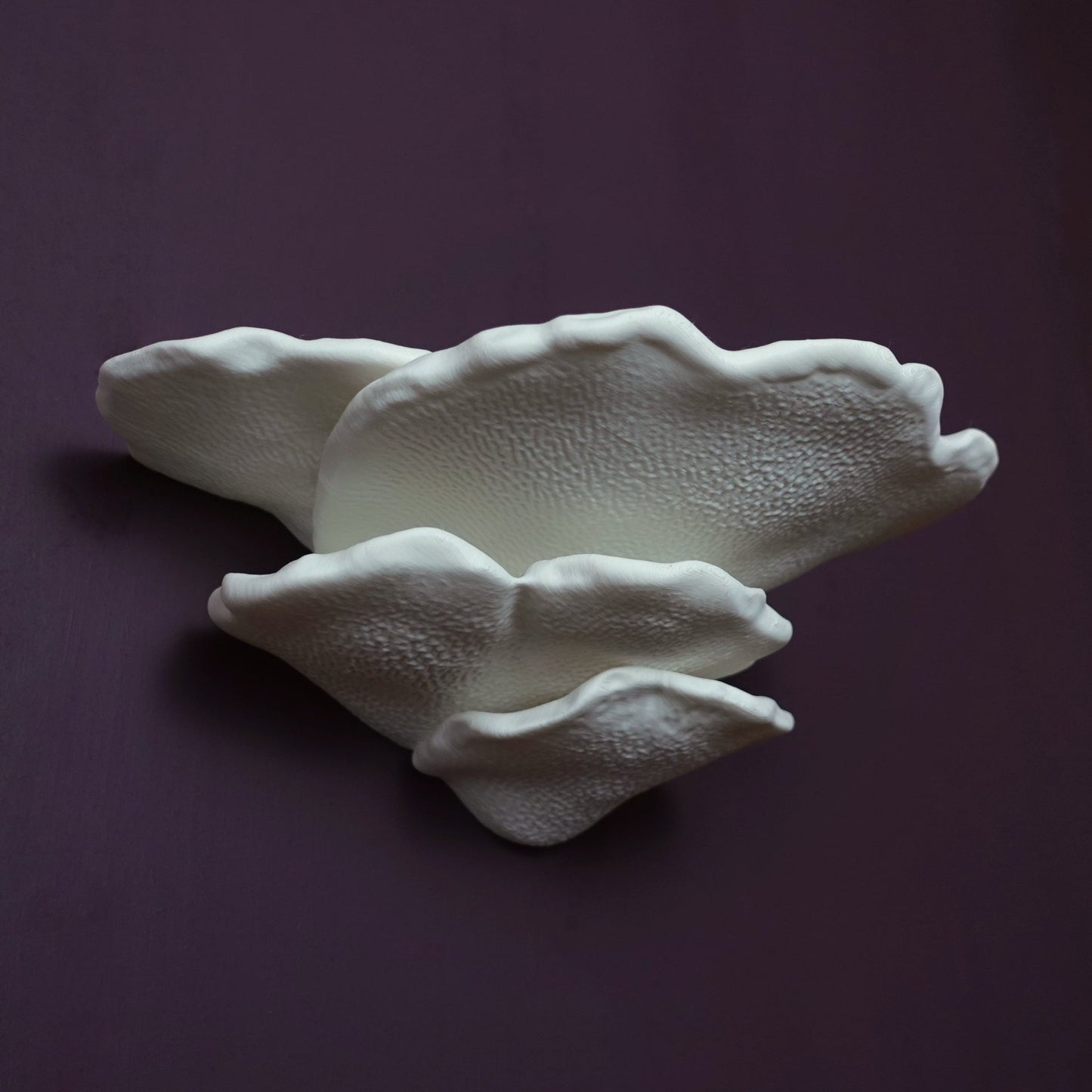 Gibbosa Fungus Shelf