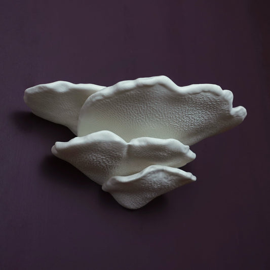 Gibbosa Fungus Shelf